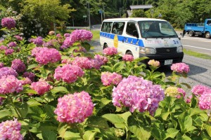 アジサイと車