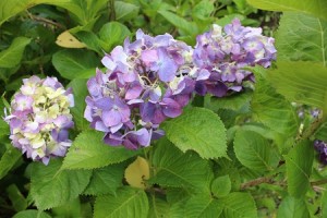 アジサイ３つピクセル